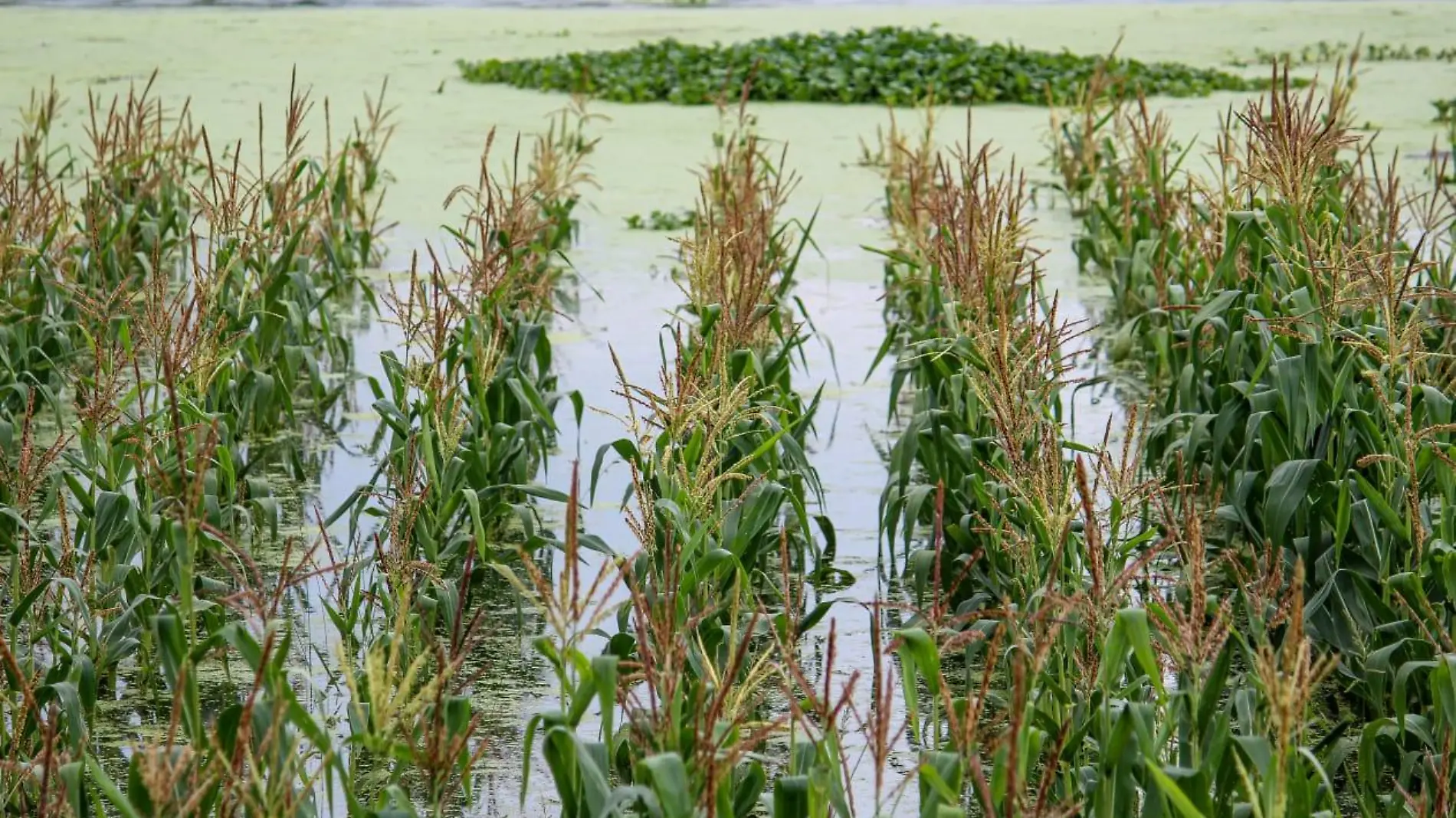 Cultivo de maiz inundado